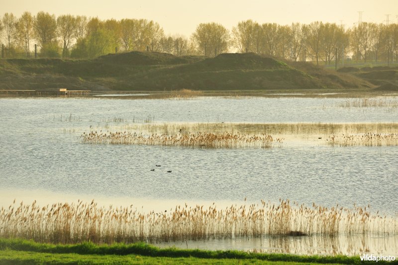 Rietmoerassen aan het Groot-Rietveld