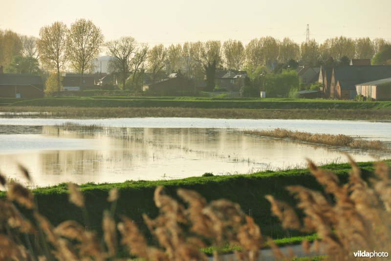 Rietmoerassen aan het Groot-Rietveld