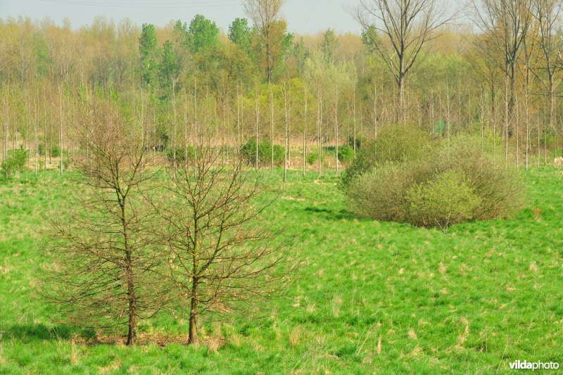 Grote Vijver deel 1 in het Zennegat