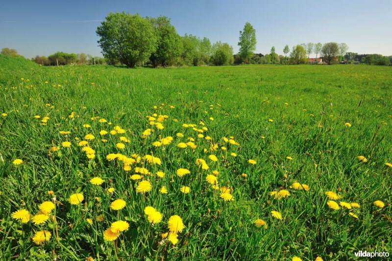 Hooilanden langs de Grote Nete