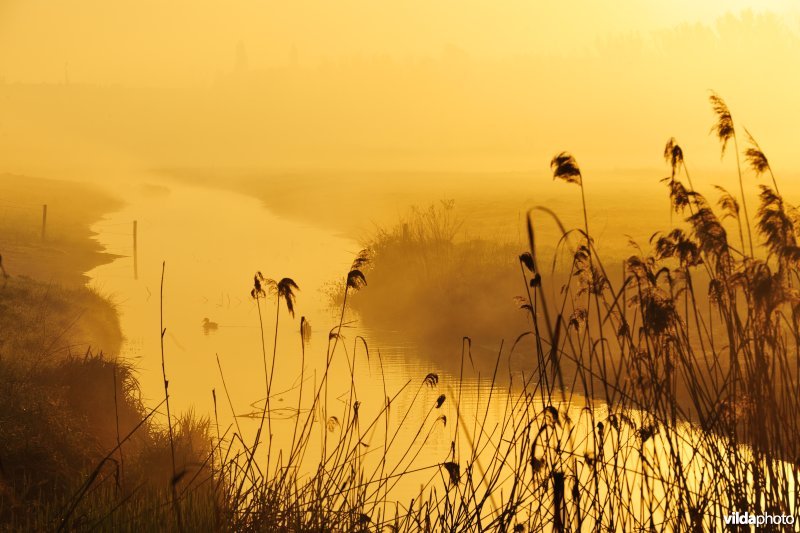 Ochtendnevel in de KBR-polder