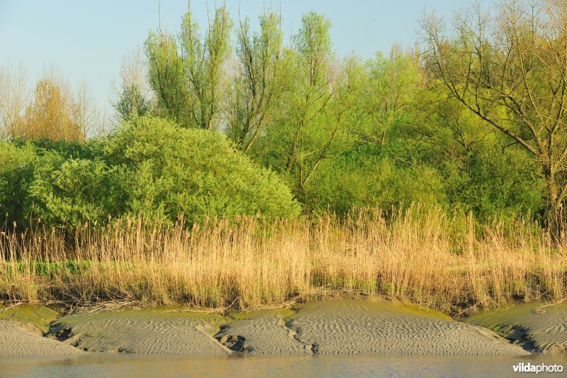 Zoetwaterschorren van de Durme