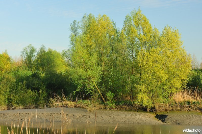 Zoetwaterschorren van de Durme