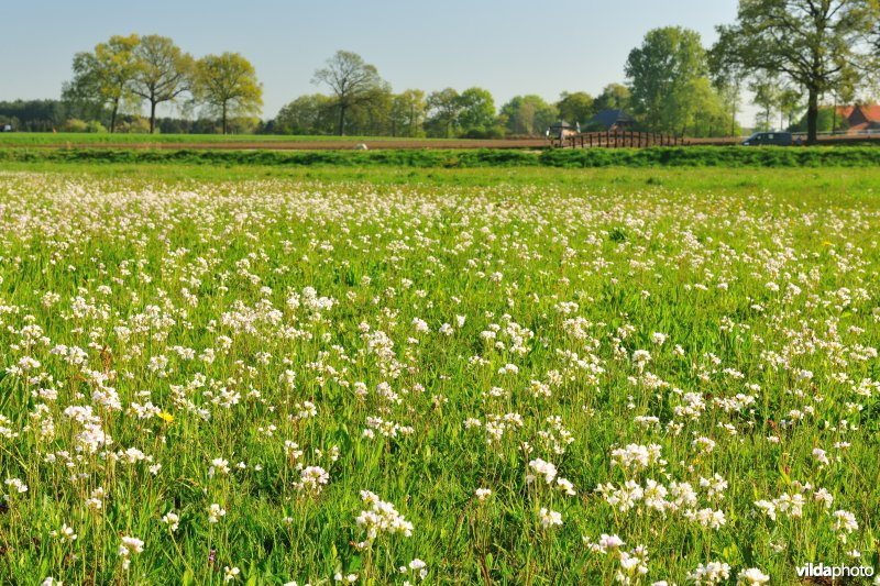 Hooilanden langs de Grote Nete