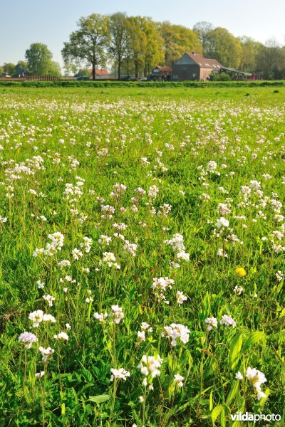 Hooilanden langs de Grote Nete