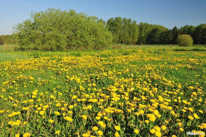 Hooilanden langs de Grote Nete