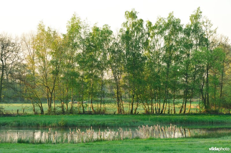 Vijvertje in de vallei van de Grote Nete