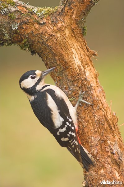 Grote bonte specht