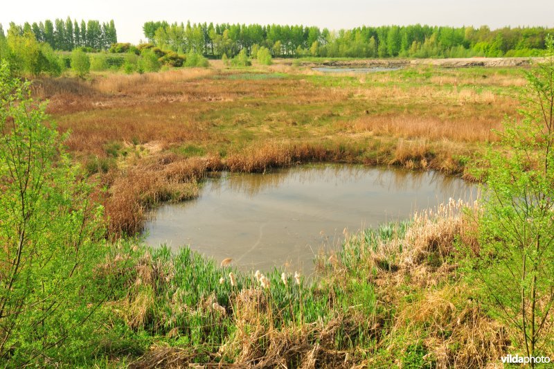 Schiphoekpolder