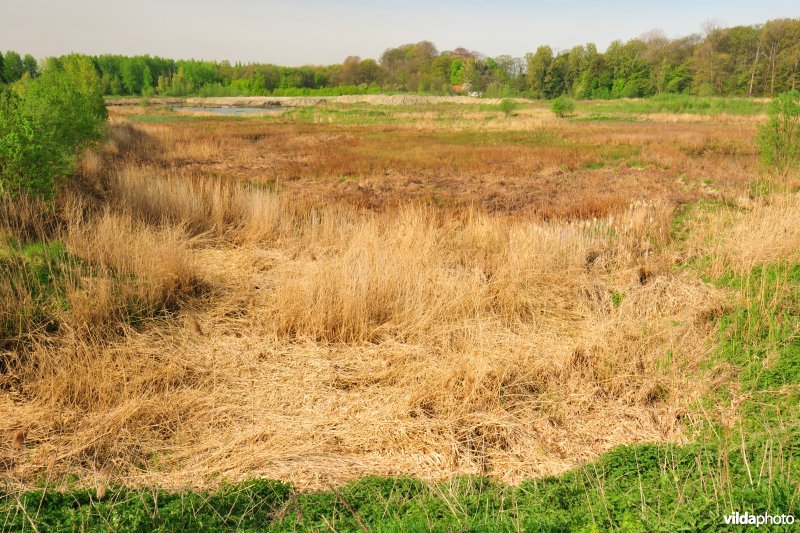 Schiphoekpolder