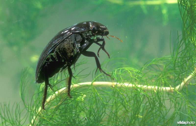 Grote spinnende watertor