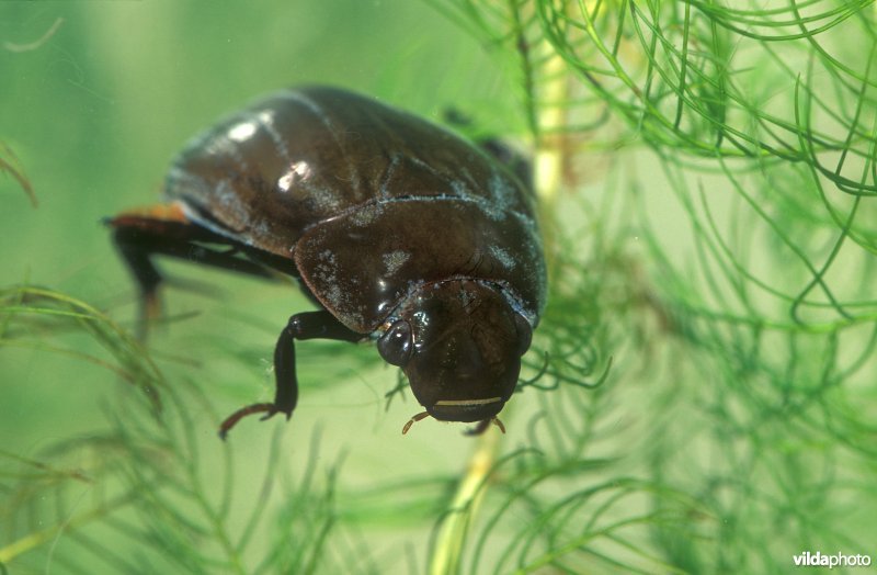 Grote spinnende watertor