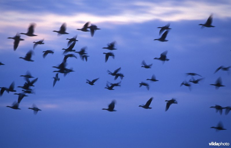 Slaaptrek van Kleine rietgans