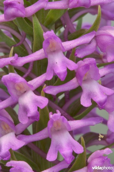 Grote muggenorchis in detail