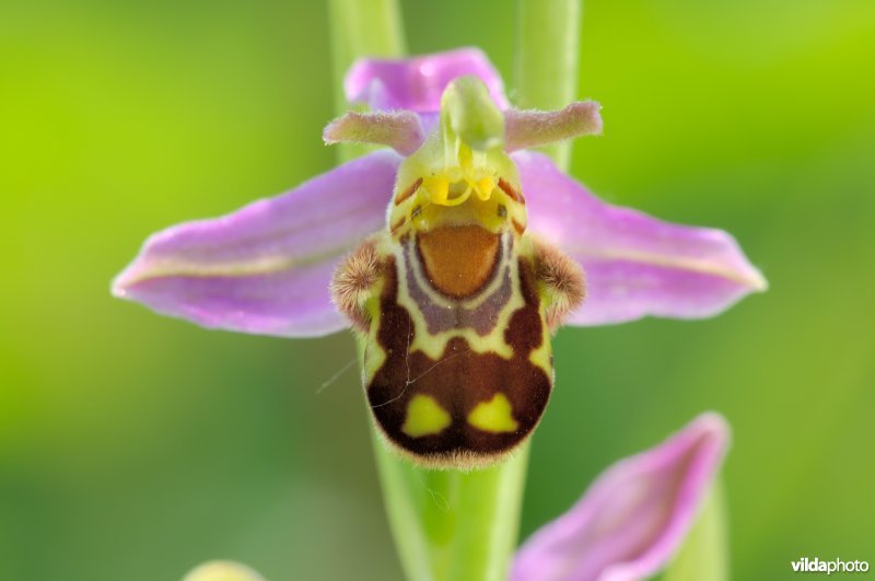 Bloem van Bijenorchis