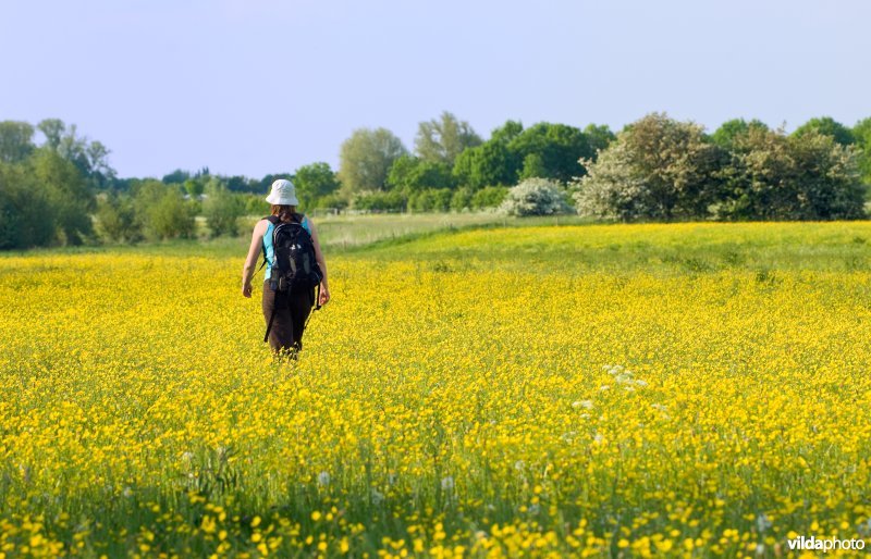 Wandelen tussen boterbloemen