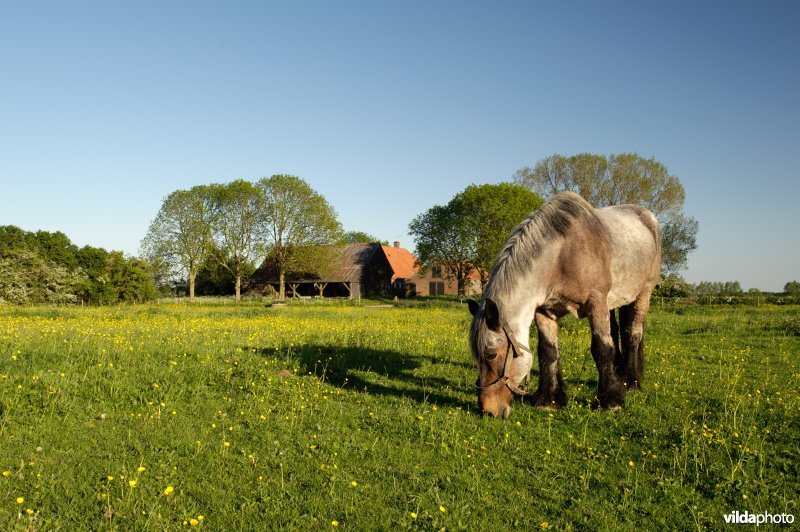 Paard in een boerenweide