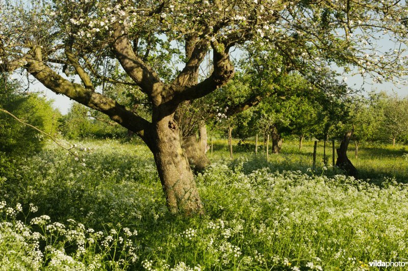 Oude boomgaard met hoogstam-fruitbomen