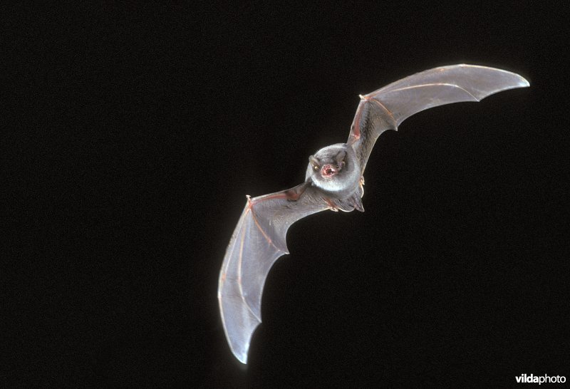 Capaccini's vleermuis