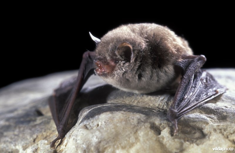 Capaccini's vleermuis