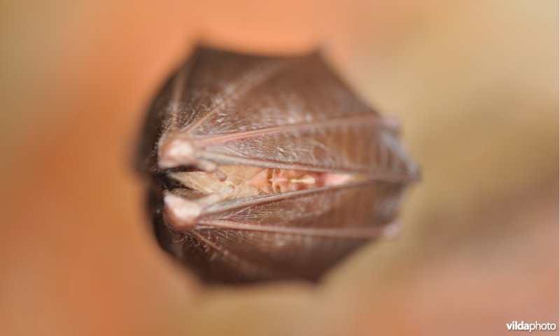 Kleine hoefijzerneus