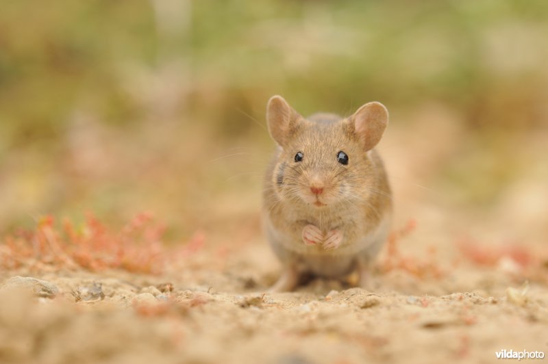 Algerijnse huismuis