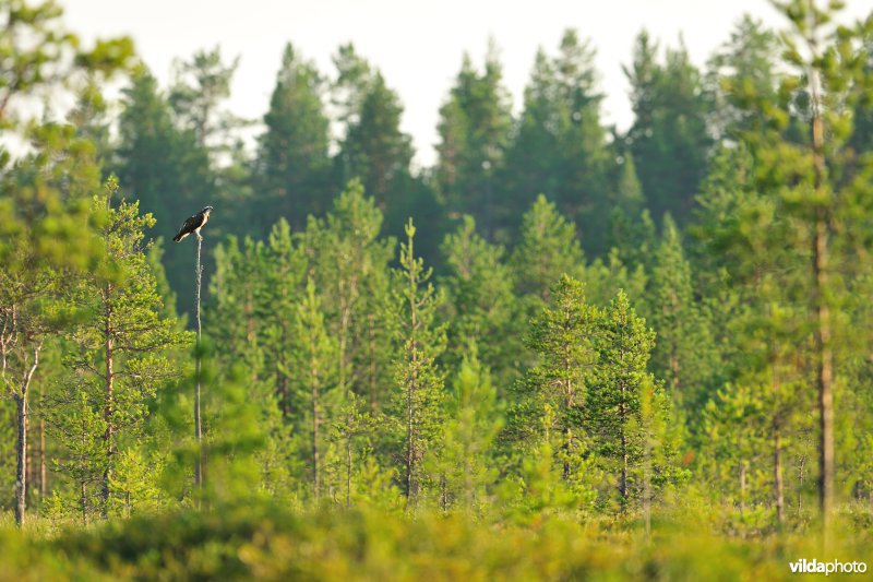 Visarend in Finse taïga