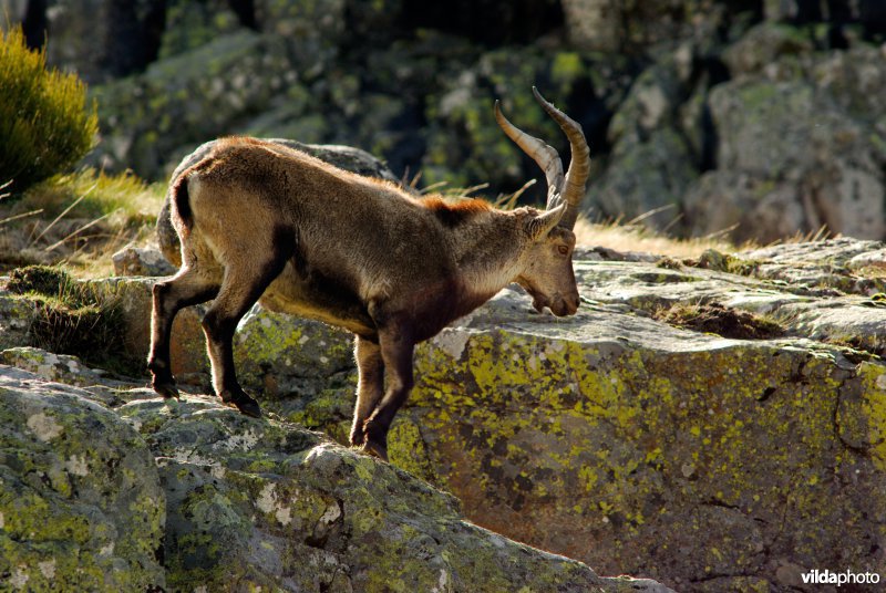 Iberische steenbok