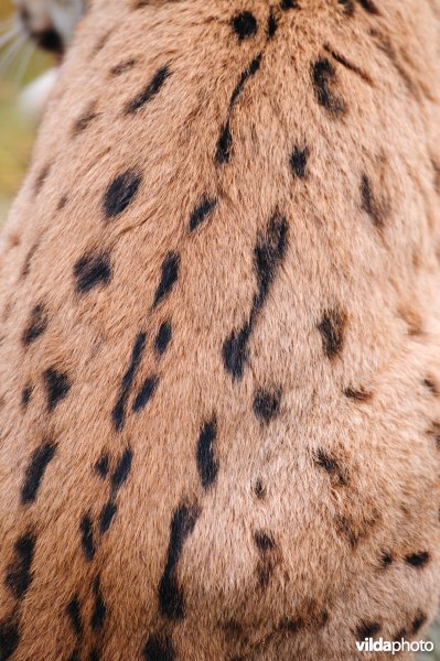 Vlekkenpatroon op de rugvacht van Lynx