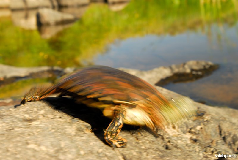 Moorse beekschildpad