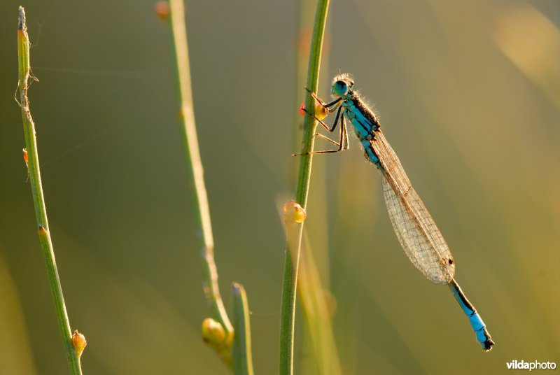 Iberische grasjuffer