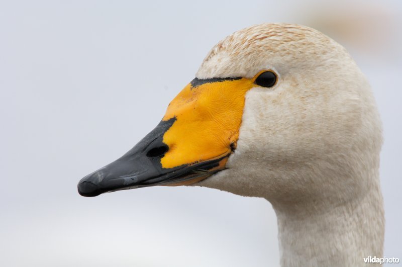 Portret van Wilde zwaan