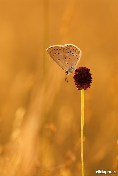 Pimpernelblauwtje