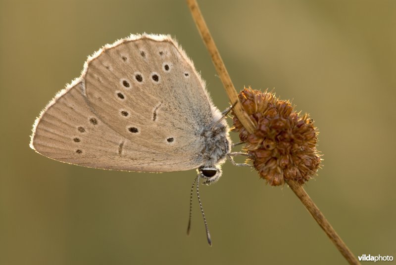 Pimpernelblauwtje
