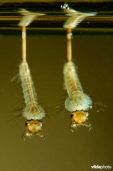 Twee muggenlarven aan wateroppervlak