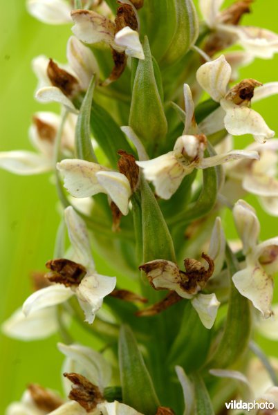Vleeskleurige orchis