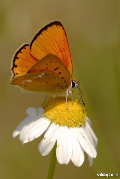 Morgenrood op margriet