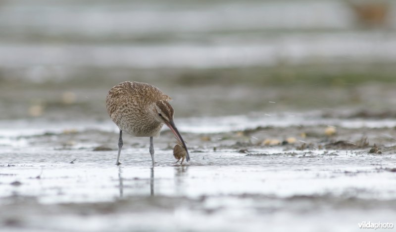 Regenwulp vangt een krab