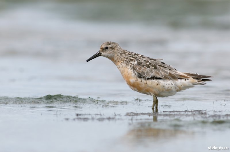 Kanoet op het Wad