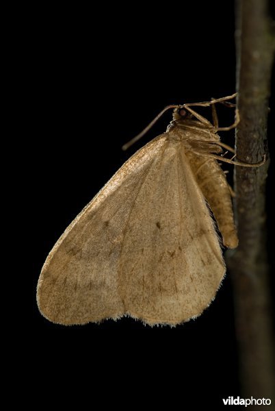 Kleine wintervlinder