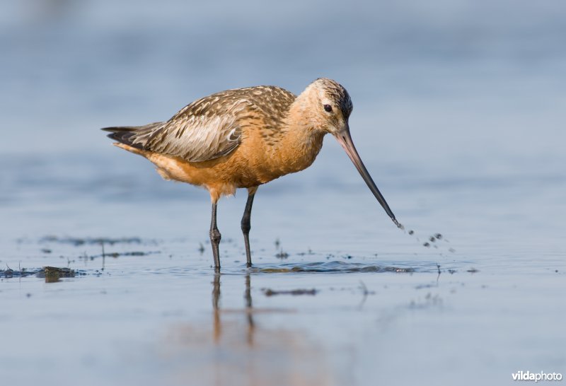 Rosse grutto zoekt voedsel op Wad