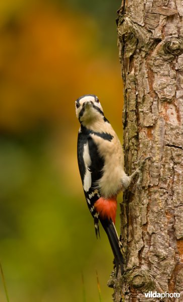 Grote bonte specht