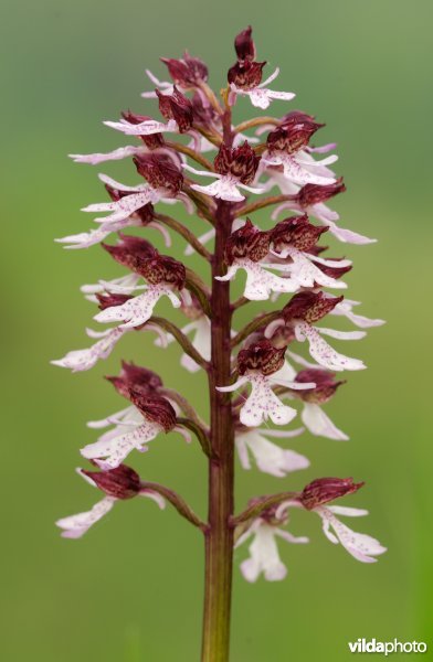 Purperorchis