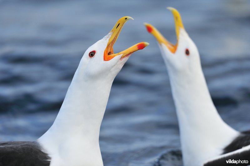 Roepende Grote mantelmeeuwen
