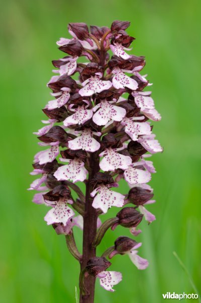 Purperorchis