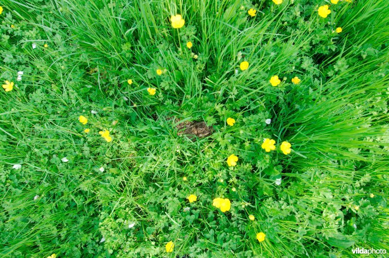 Jong haasje in het gras