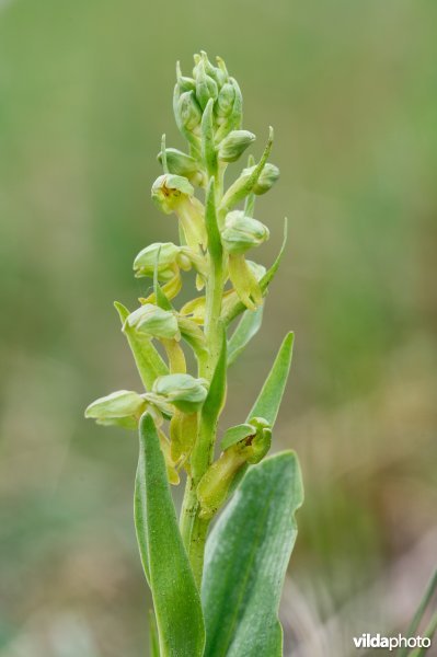 Groene nachtorchis