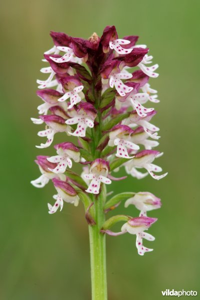 Aangebrande orchis