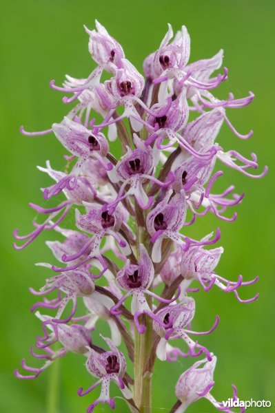 Aapjesorchis