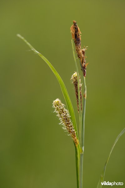 Zeegroene zegge